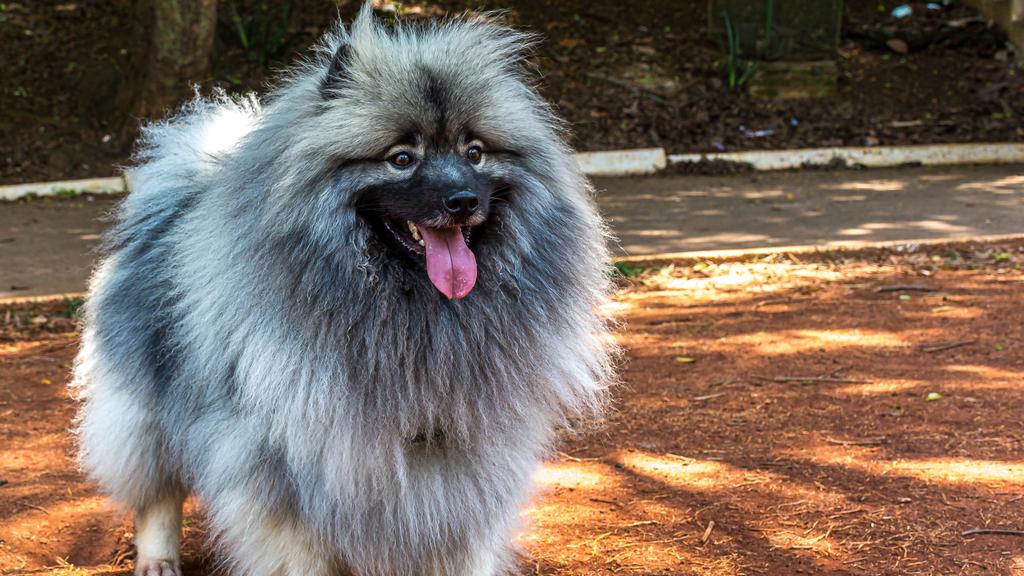 Grooming & Health icon