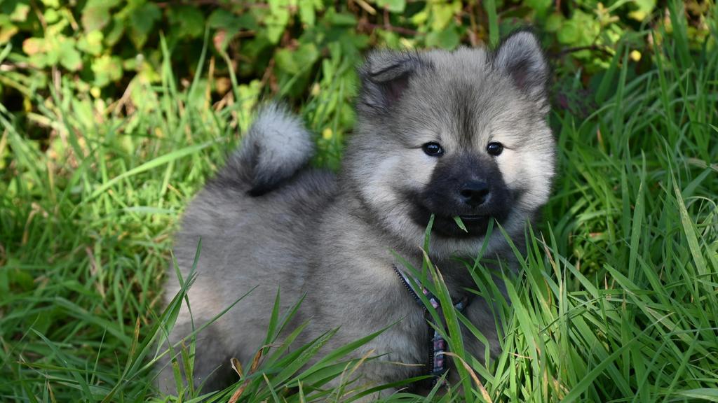 Keeshond