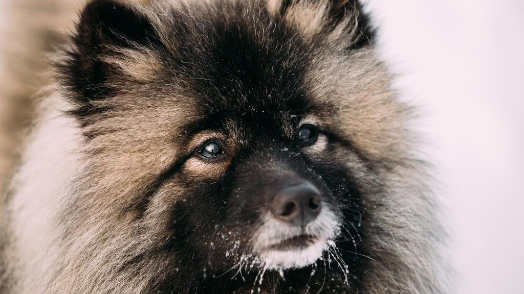 Keeshond