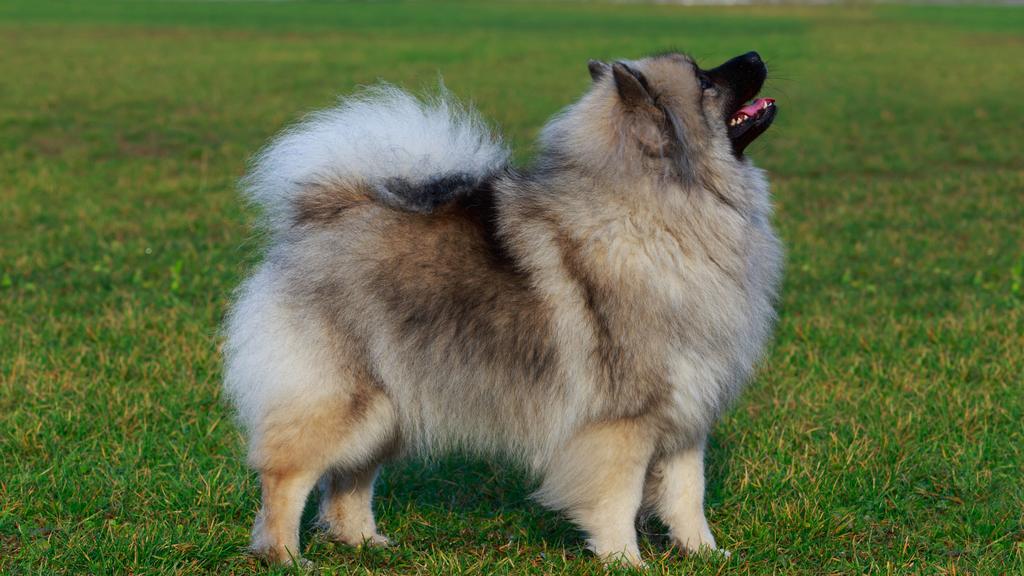 Long-Term Commitment & Special Considerations icon