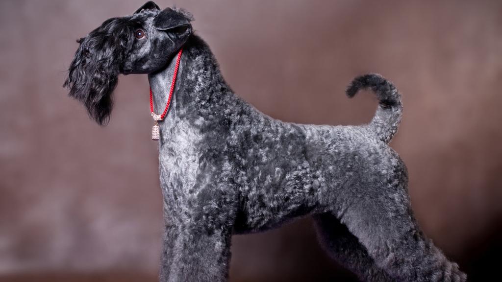 Kerry Blue Terrier