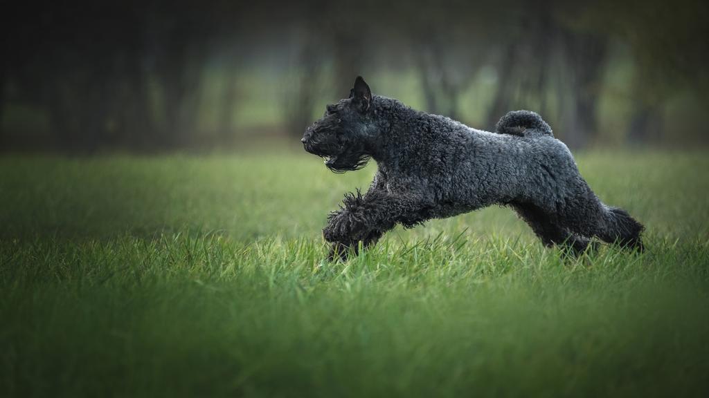 Adoption vs. Breeder Considerations icon