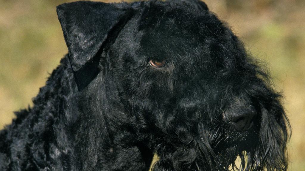 Kerry Blue Terrier