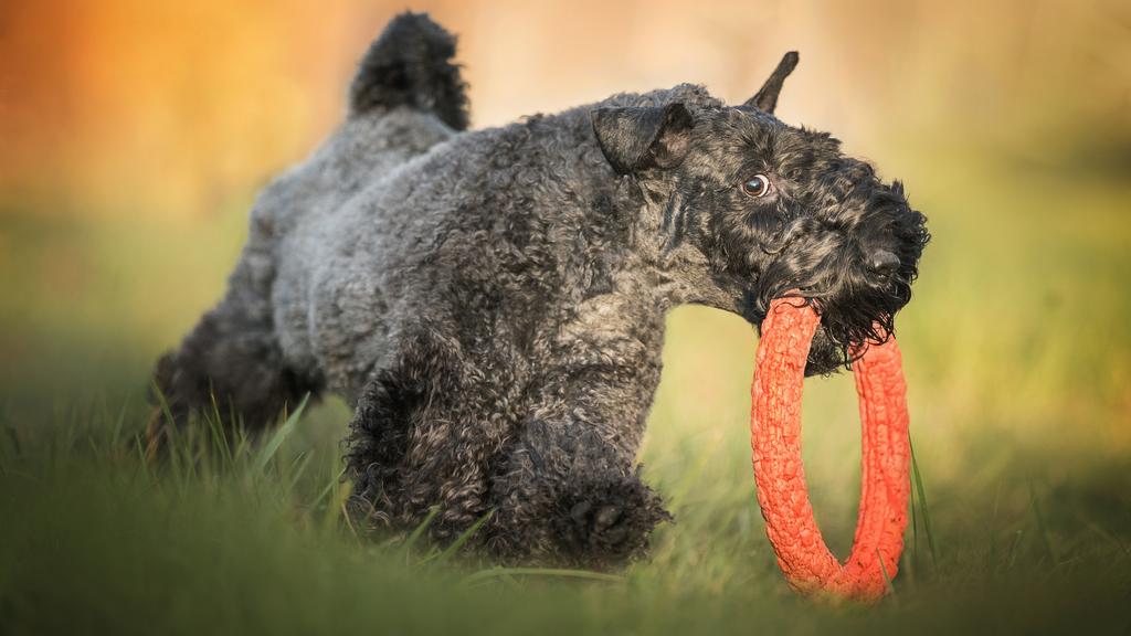 Kerry Blue Terrier