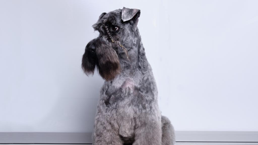 Kerry Blue Terrier