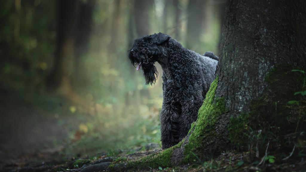 Kerry Blue Terrier