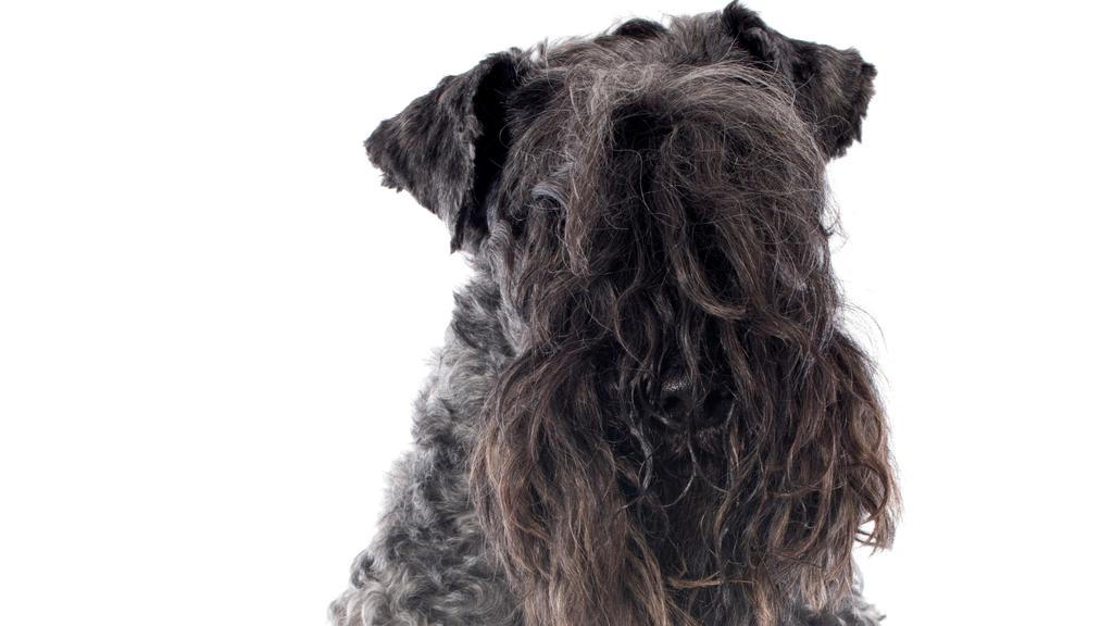 Kerry Blue Terrier