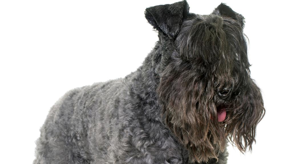 Suitability for First-Time vs. Experienced Owners icon