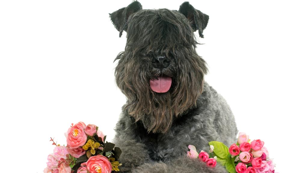 Kerry Blue Terrier