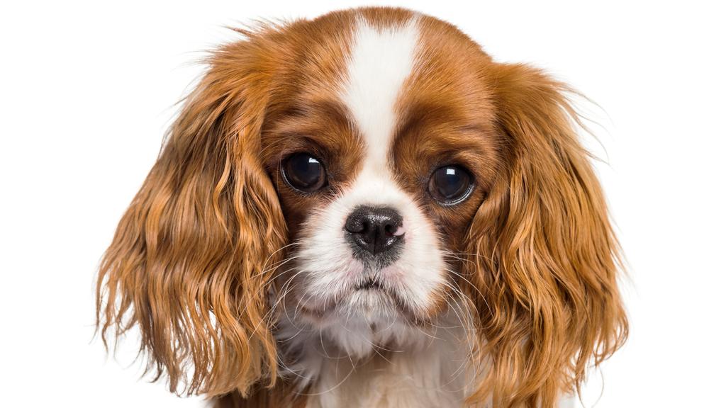 King Charles Spaniel