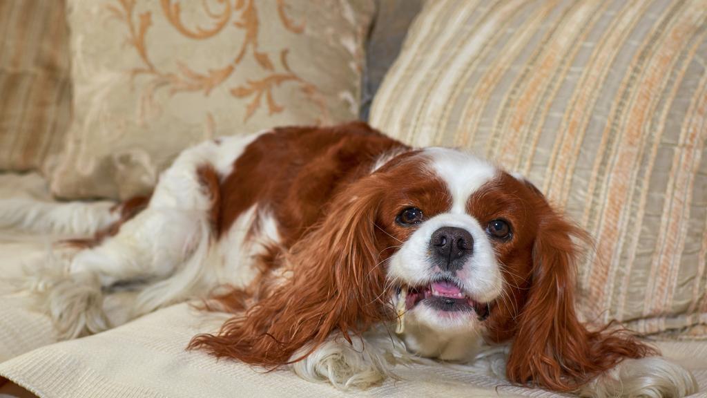 King Charles Spaniel