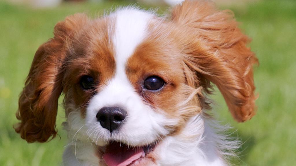 Basic Information icon