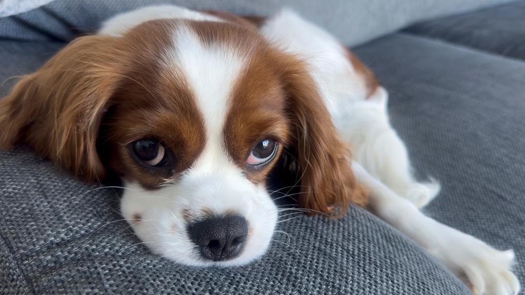 King Charles Spaniel