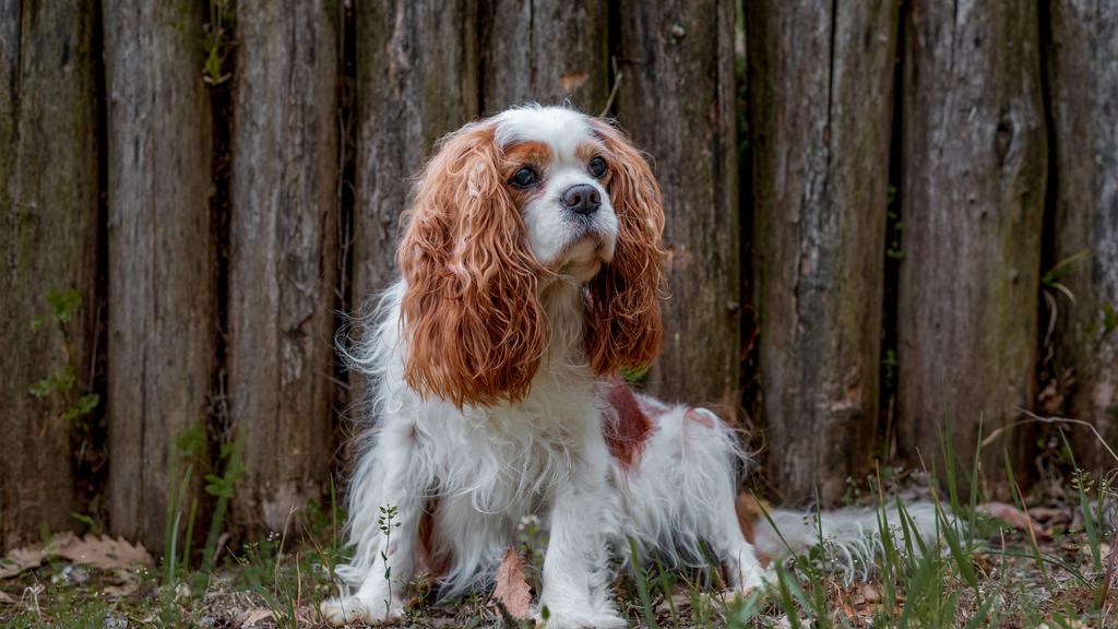King Charles Spaniel