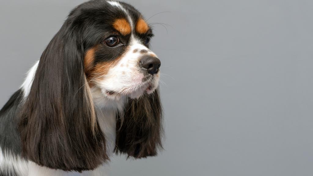 King Charles Spaniel