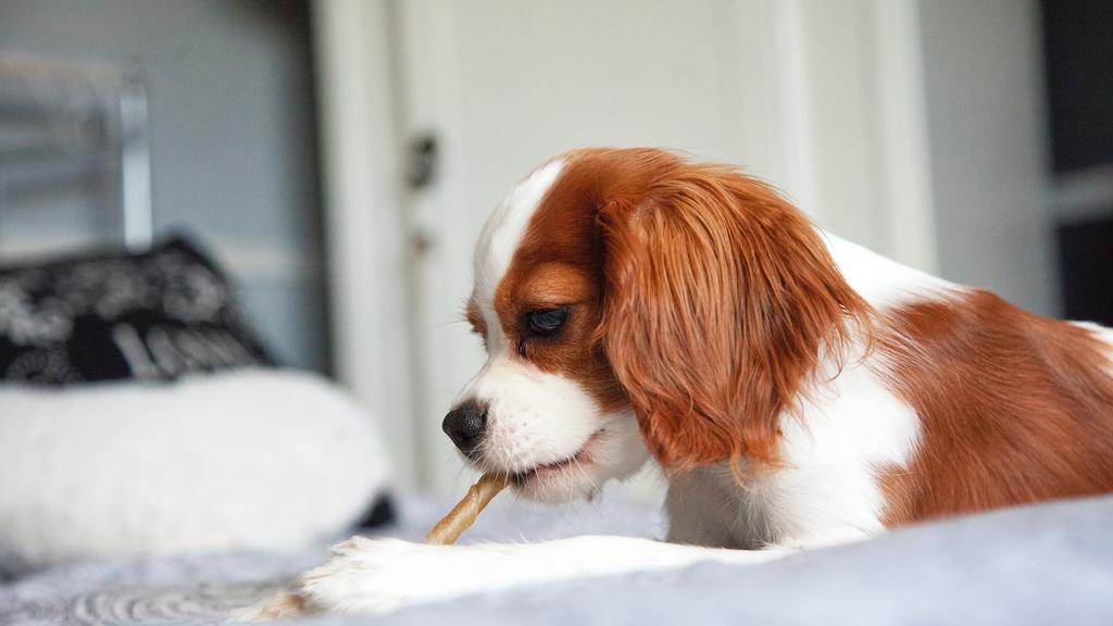 King Charles Spaniel