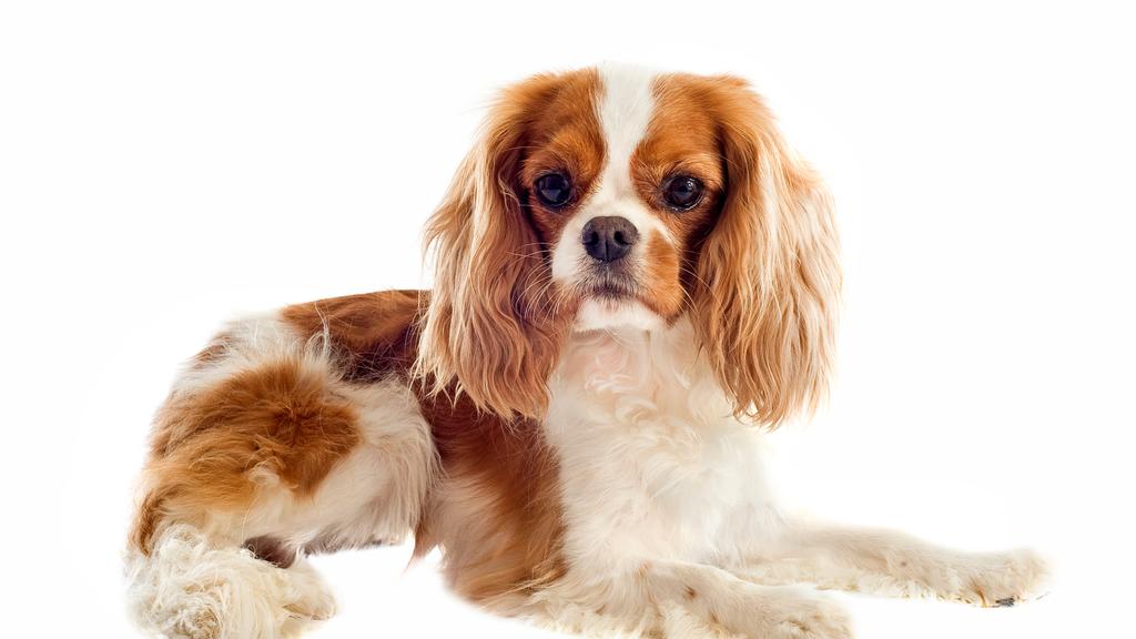 King Charles Spaniel