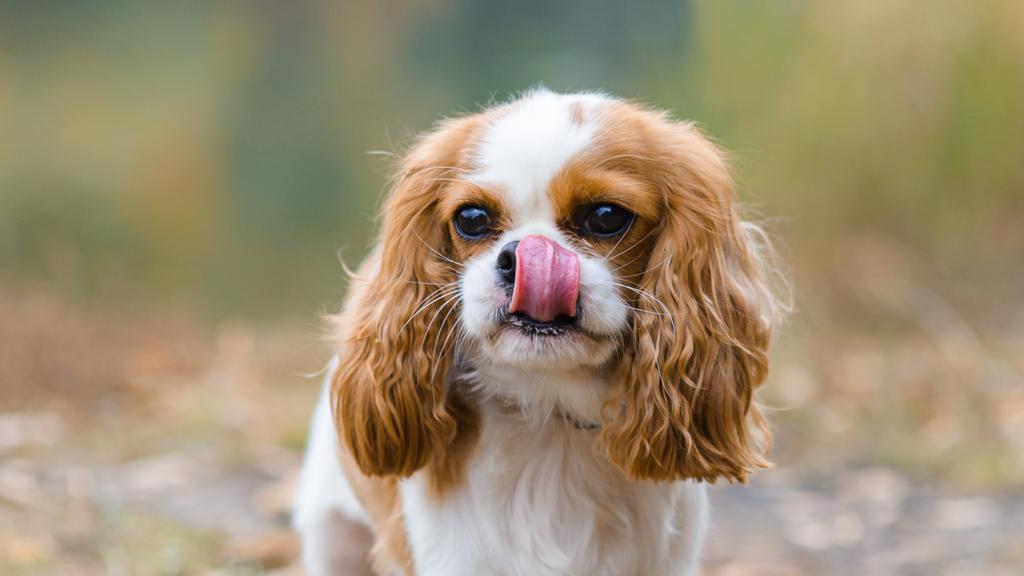 King Charles Spaniel
