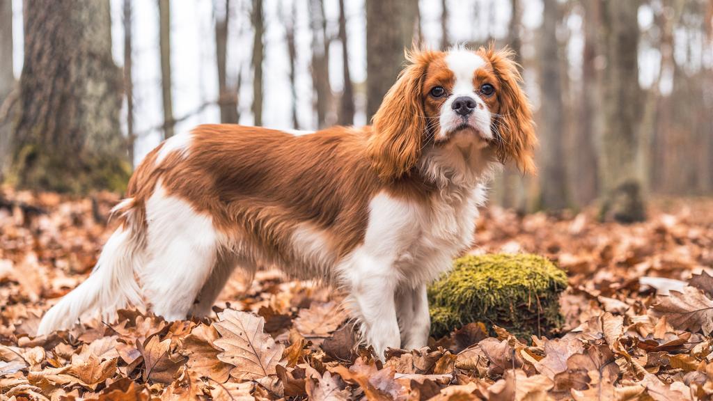 King Charles Spaniel