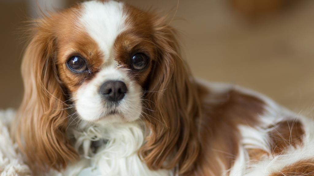 King Charles Spaniel