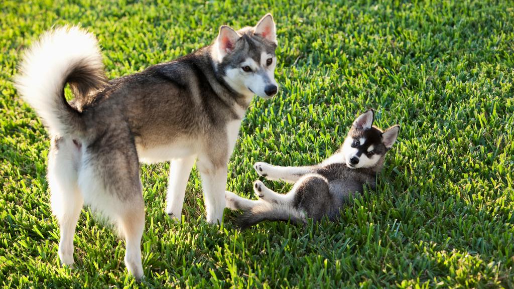 Suitability for First-Time vs. Experienced Owners icon