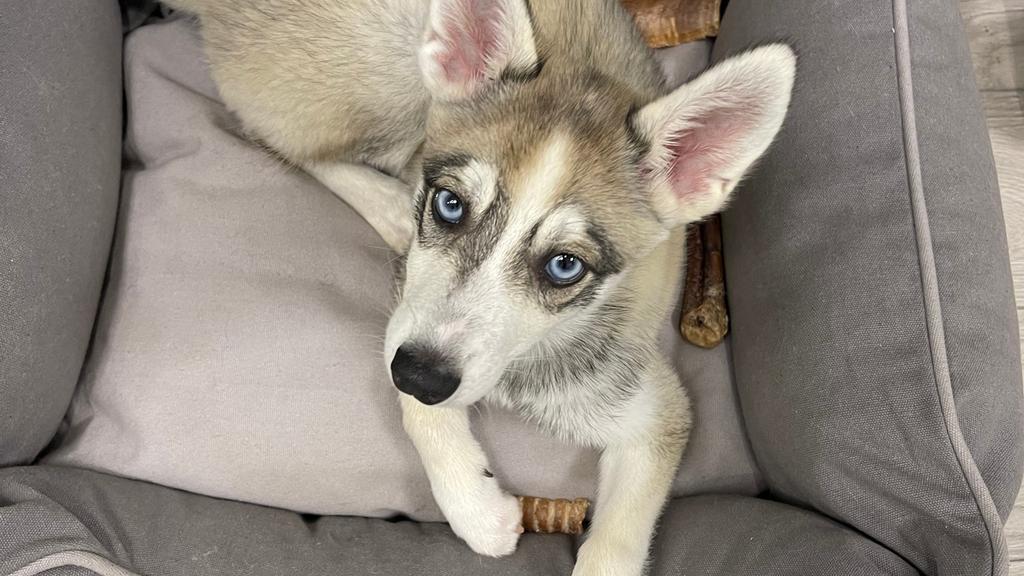 Klee Kai