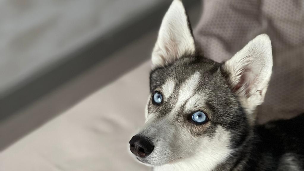 Exercise & Activity Needs icon