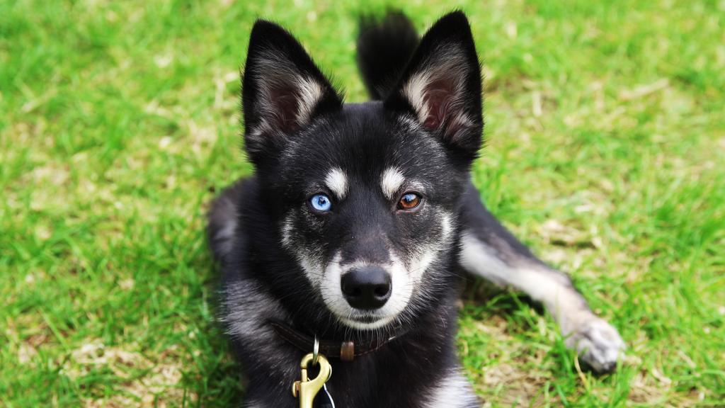 Klee Kai