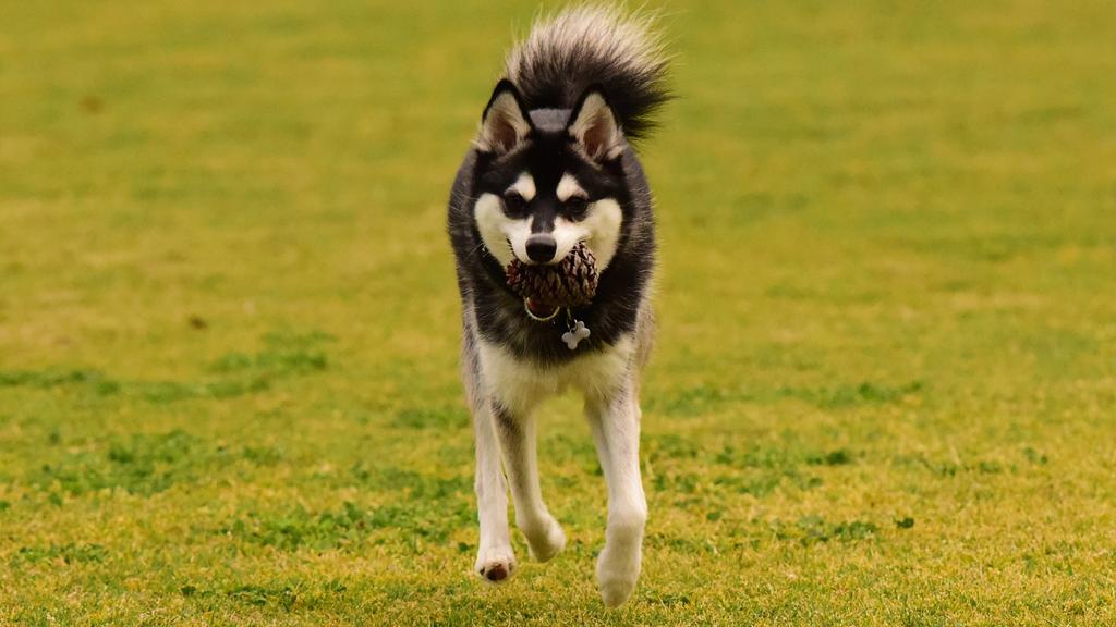 Life Stage Considerations icon