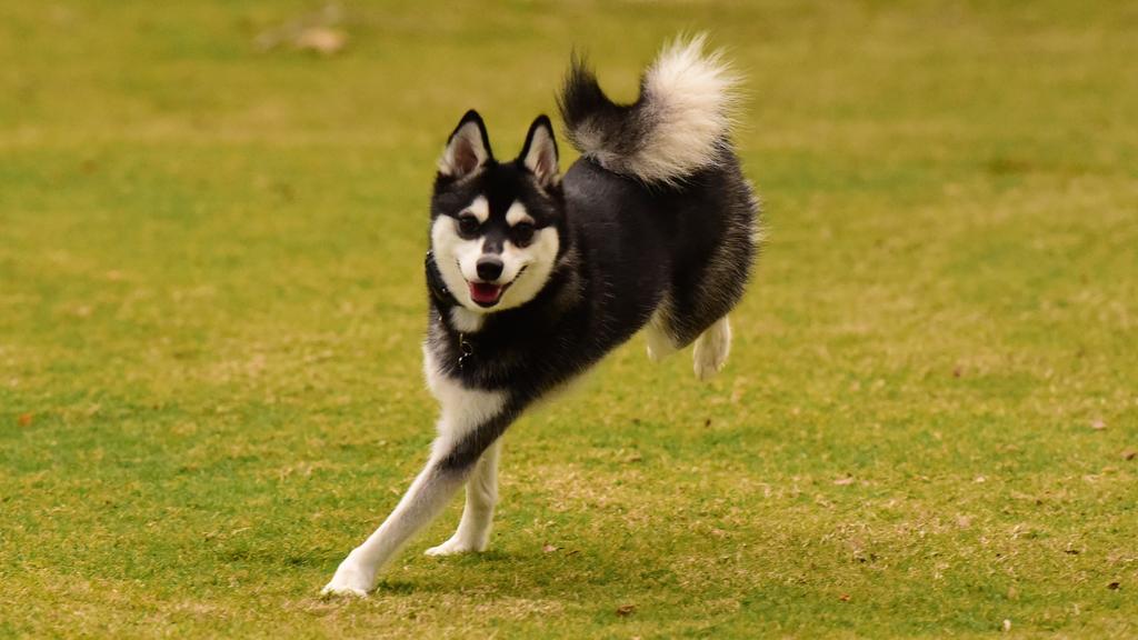 Grooming & Health icon