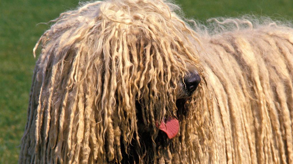Komondor