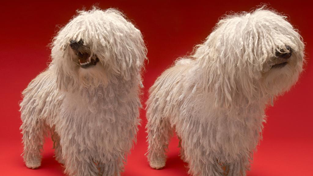 Komondor