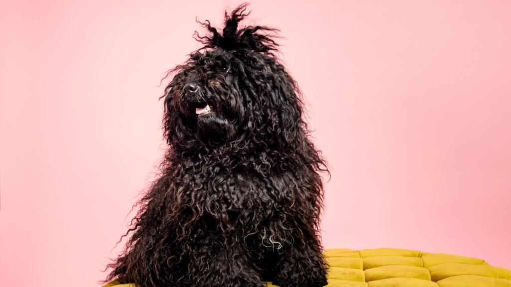 Life Stage Considerations icon