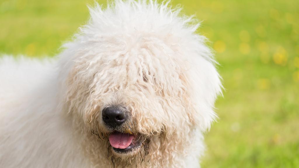 Temperament & Behavior icon