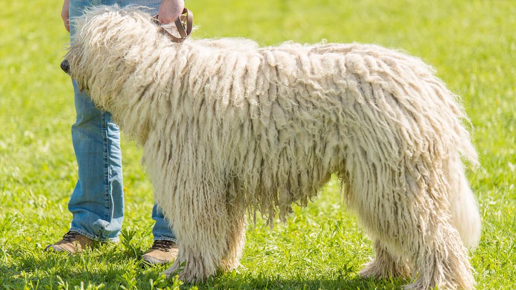 Komondor
