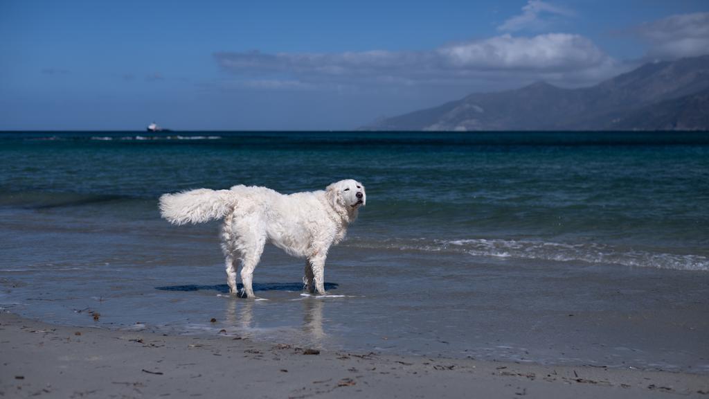 Kuvasz