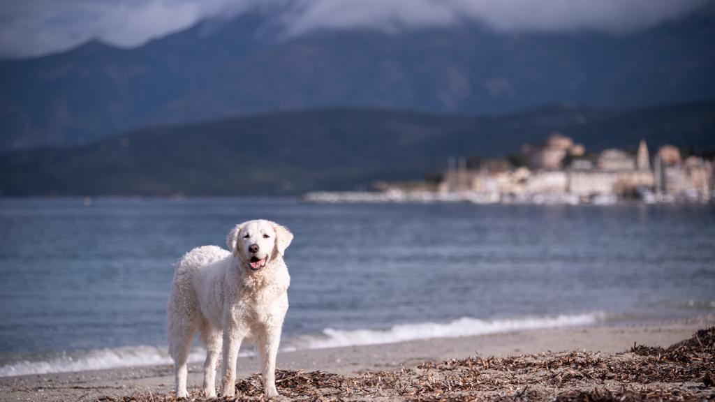 Kuvasz