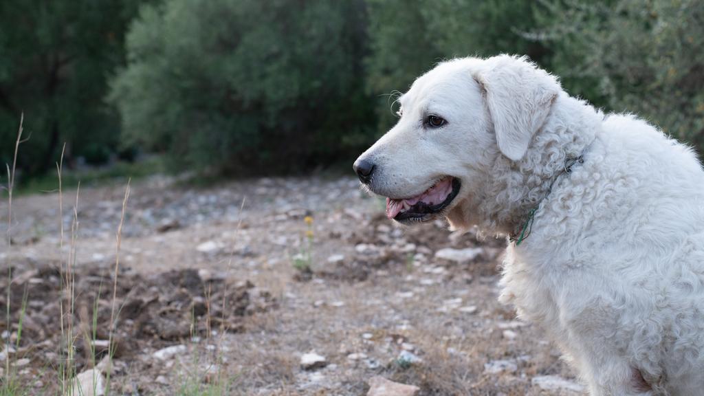 Long-Term Commitment & Special Considerations icon