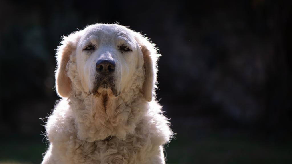 Temperament & Behavior icon