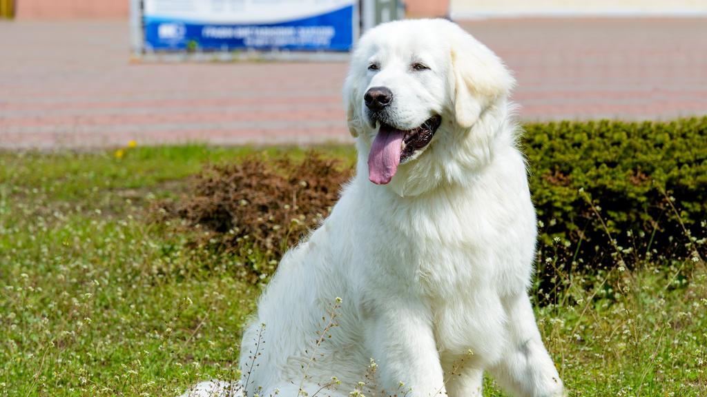 Adoption vs. Breeder Considerations icon