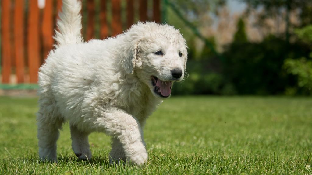 Kuvasz