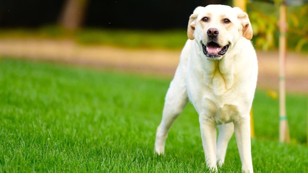 Temperament & Behavior icon