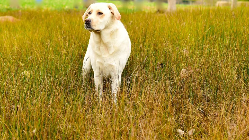 Labrador Retriever