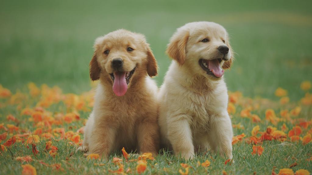 Adoption vs. Breeder Considerations icon