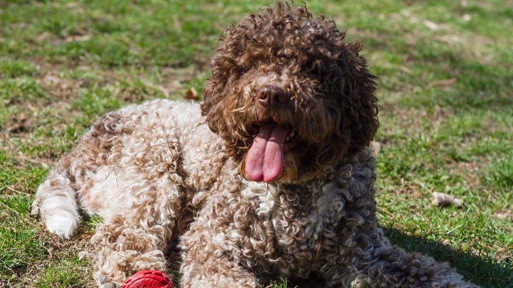 Lagotto Romagnolo