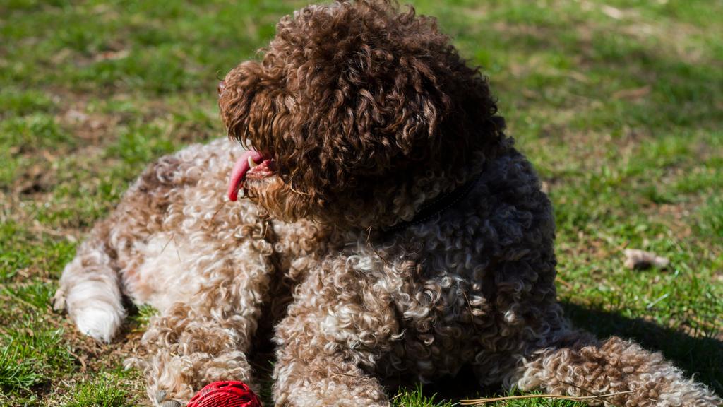 Lagotto Romagnolo