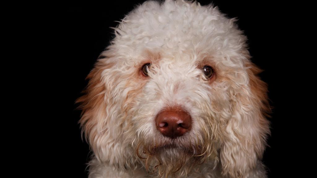 Lagotto Romagnolo