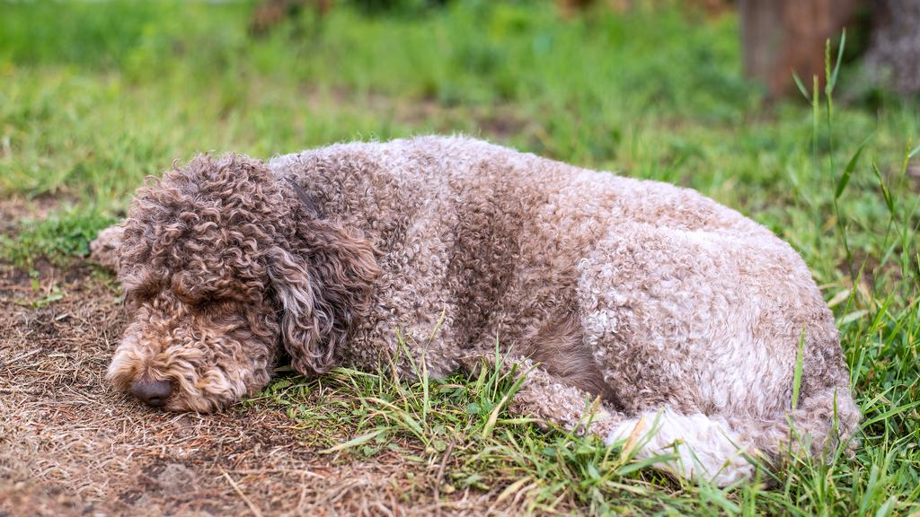 Lagotto Romagnolo