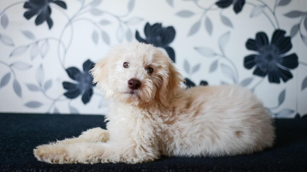 Exercise & Activity Needs icon