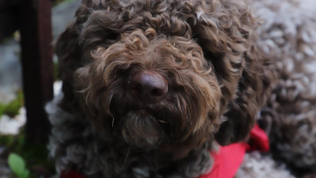 Grooming & Health icon